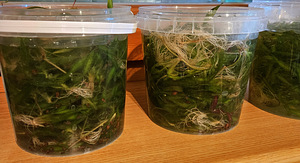 Vallisneria pärast rohimist (2 foto / 2)