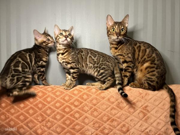 Бенгальские котята (фото #3)