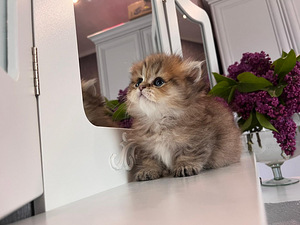Munchkin (3 foto no 9)
