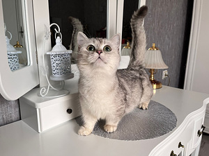 Munchkin (9 foto no 9)