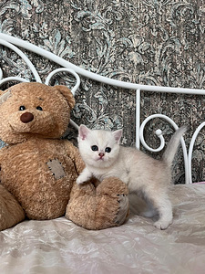 Briti lühikarvaline (5 foto / 8)