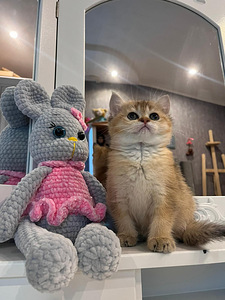 British shorthair (3 foto / 5)