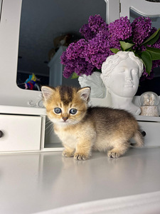 Манчкин (8 фото из 10)