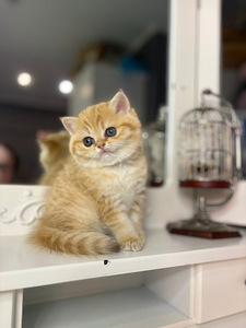 British shorthair (2 foto / 10)