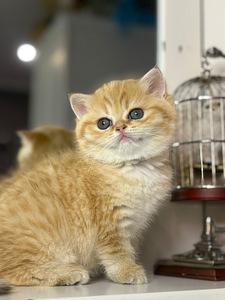 British shorthair (6 foto / 10)