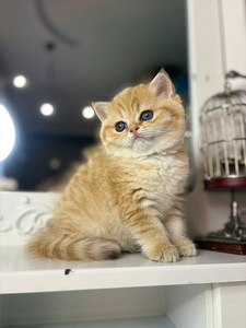 British shorthair (7 foto / 10)