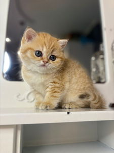 British shorthair (10 foto / 10)
