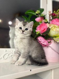 British shorthair (4 foto / 10)