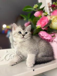 British shorthair (6 foto / 10)