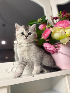 British shorthair (7 foto / 10)