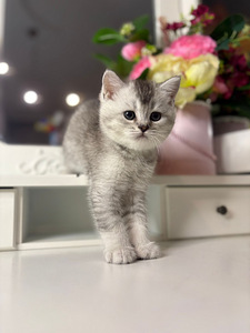 British shorthair (10 foto / 10)