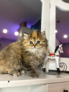 Британские котята (3 фото из 8)