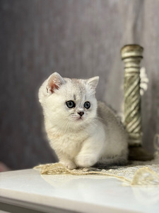 Munchkin (2 foto / 10)