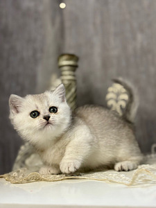 Munchkin (5 foto / 10)