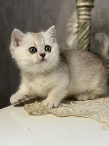 Munchkin (6 foto / 10)