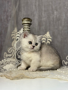 Munchkin (8 foto / 10)