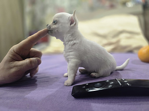 Čivava (3 foto no 8)