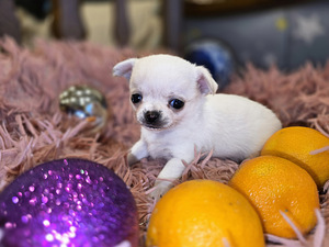 Čivava (4 foto no 8)