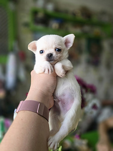 Čivava (8 foto no 8)