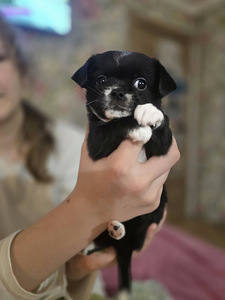 Чихуахуа (3 фото из 10)