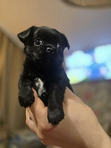 Чихуахуа (6 фото из 10)