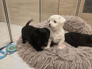 Чихуахуа (8 фото из 10)