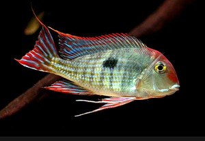 Geofaagi punapea-tapajos (Red head Tapajos) (1 foto / 1)