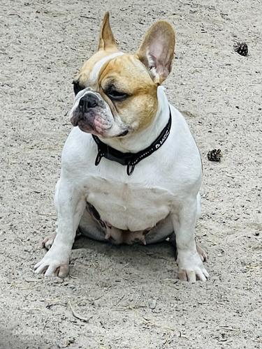 Ranskan bulldoggi. (valokuva #3)