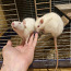 Крысы (фото #2)