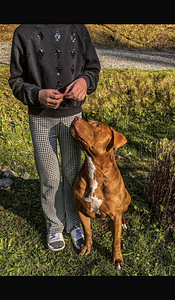 Amerikanpitbullterrieri (4 valokuva sivusta 5)