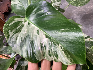 Variegated Monstera albo 1 leaf cutting Tallinn Estonia (4 foto / 8)