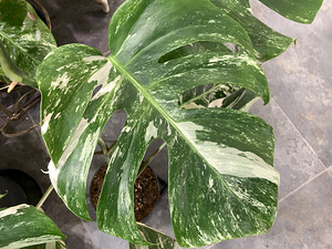 Variegated Monstera albo 1 leaf cutting Tallinn Estonia (7 foto / 8)