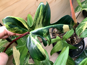 Variegated Philodendron Florida Beauty aurea yellow (3 foto / 4)