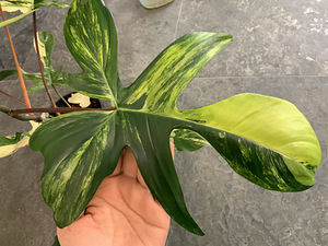 Variegated Philodendron Florida Beauty aurea yellow (4 foto / 4)