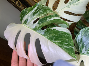 Haft moon leaves variegated Monstera also Borsigiana Tallinn (1 foto / 3)