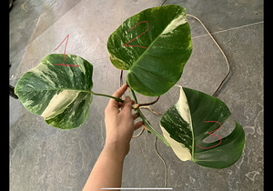 Variegated Monstera albo cutting with long root (1 foto / 5)