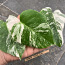 3 leafs Monstera albo variegated 38€ (foto #1)
