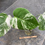 3 leafs Monstera albo variegated 38€ (foto #2)