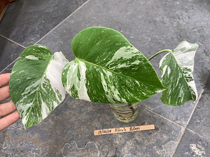 3 leafs Monstera albo variegated 38€ (2 foto / 9)