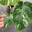5 leafs Monstera albo variegated 40€ (foto #3)