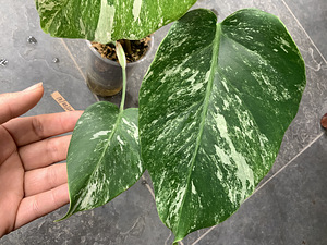 5 leafs Monstera albo variegated 40€ (3 foto / 8)