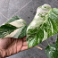 5 leafs Monstera albo variegated 40€ (foto #5)