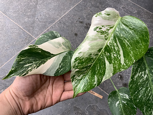5 leafs Monstera albo variegated 40€ (5 foto / 8)