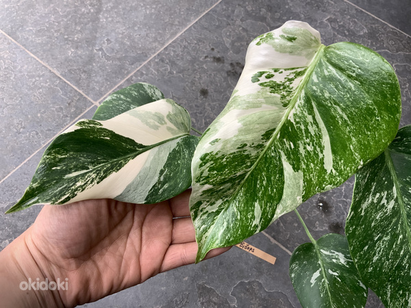 5 leafs Monstera albo variegated 40€ (foto #5)