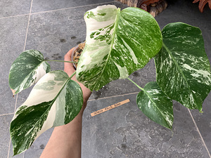 5 leafs Monstera albo variegated 40€ (8 foto / 8)