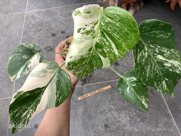 5 leafs Monstera albo variegated 40€ (foto #8)