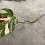1 leaf cutting Monstera albo variegated (foto #2)