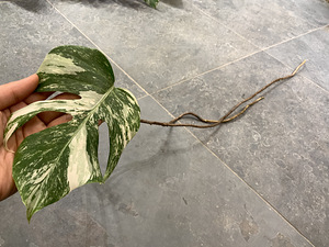 1 leaf cutting Monstera albo variegated (2 foto / 4)