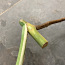1 листовой черенок Монстера альбо пестрая (фото #4)