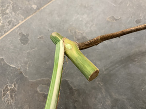 1 leaf cutting Monstera albo variegated (4 foto / 4)